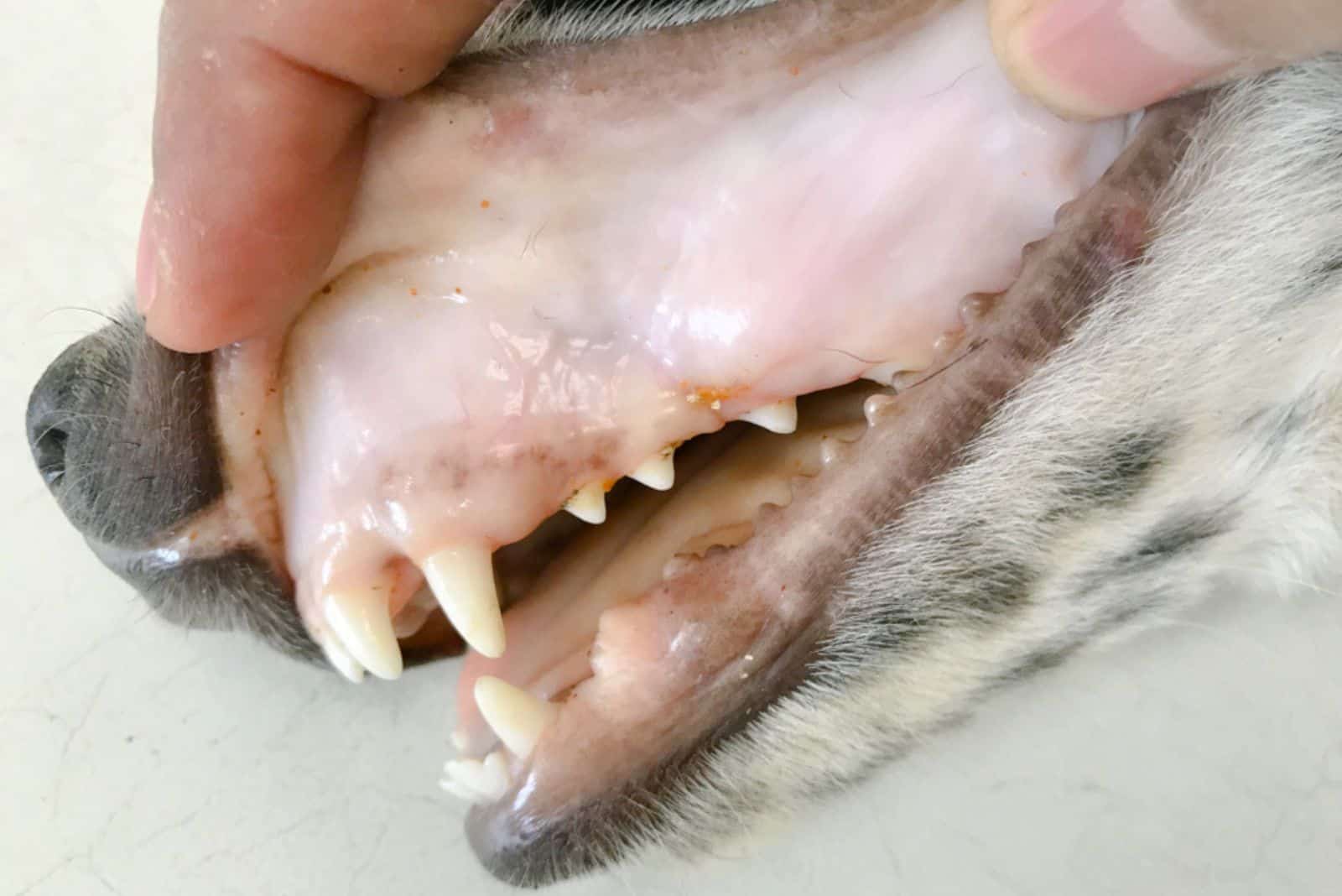 veterinarian examine the dog with pale gums