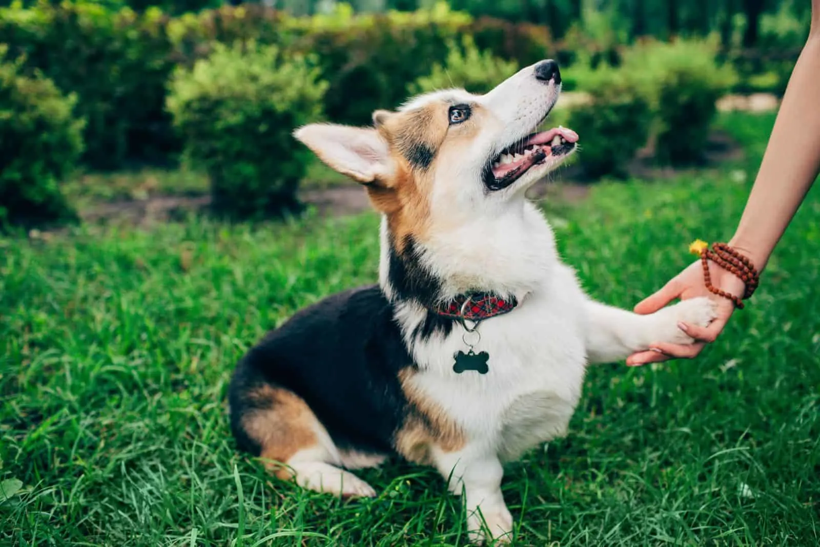 welsh corgi dog giving paw to a woman in the park
