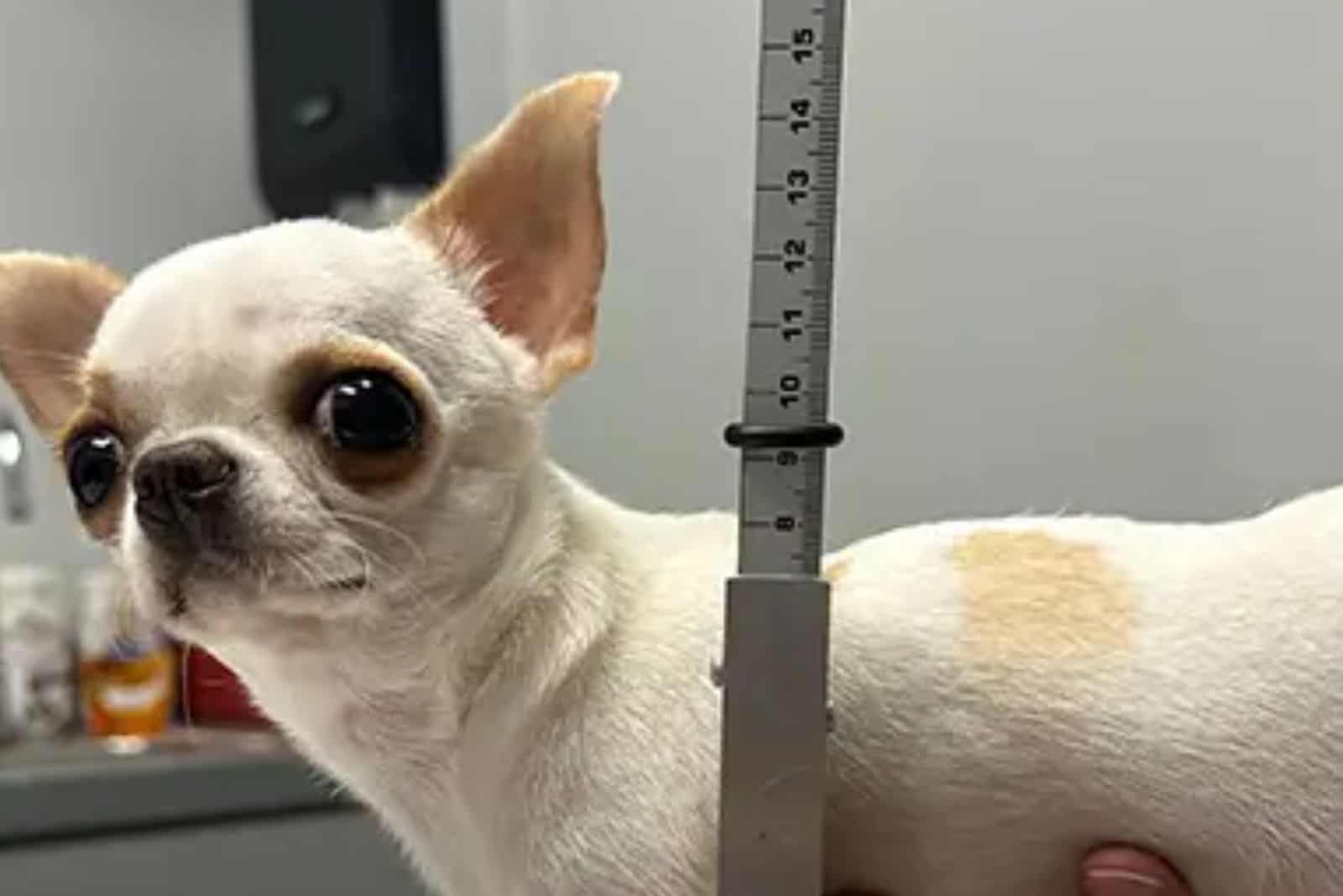 white chihuahua