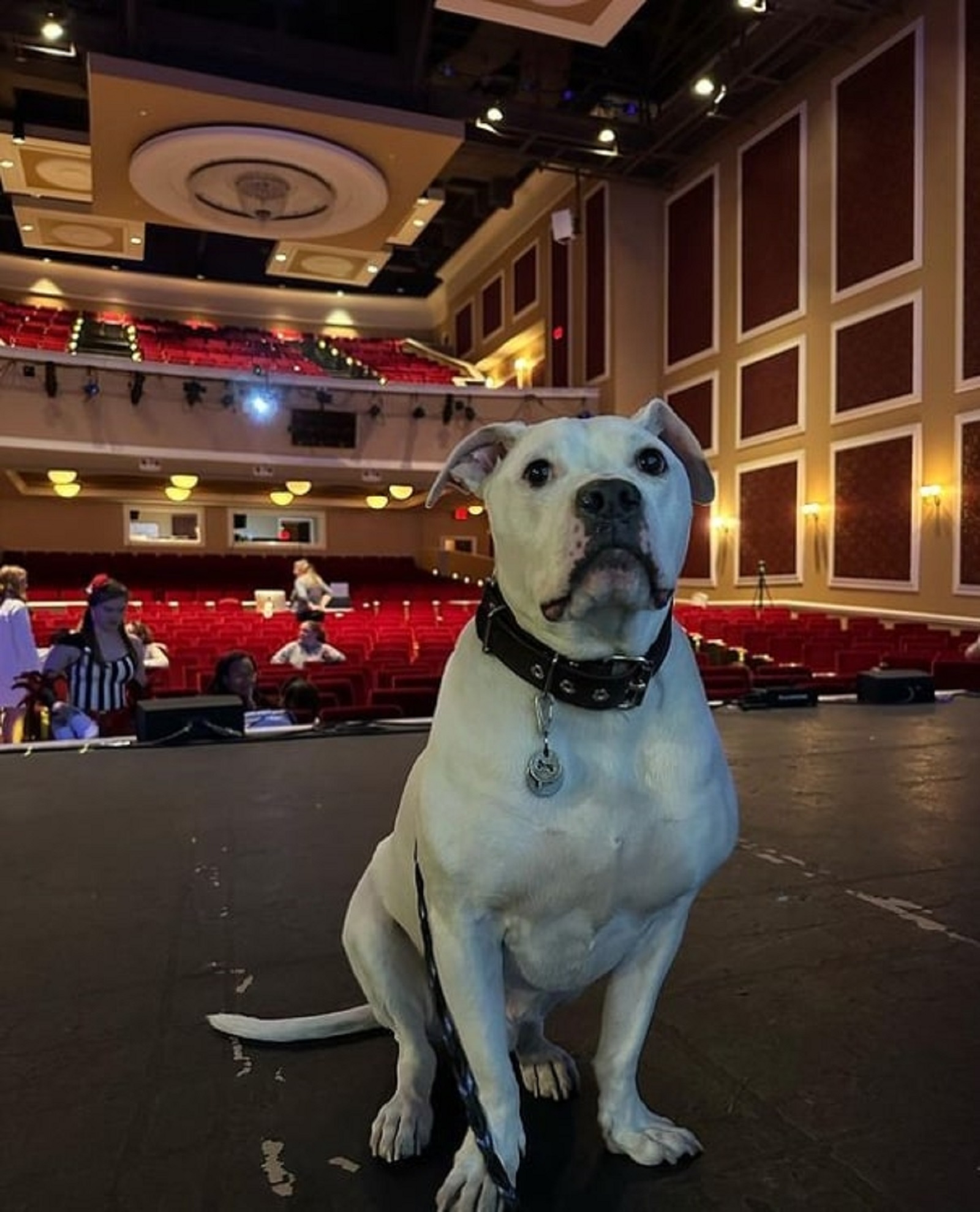 white deaf dog sitting on a theater stage