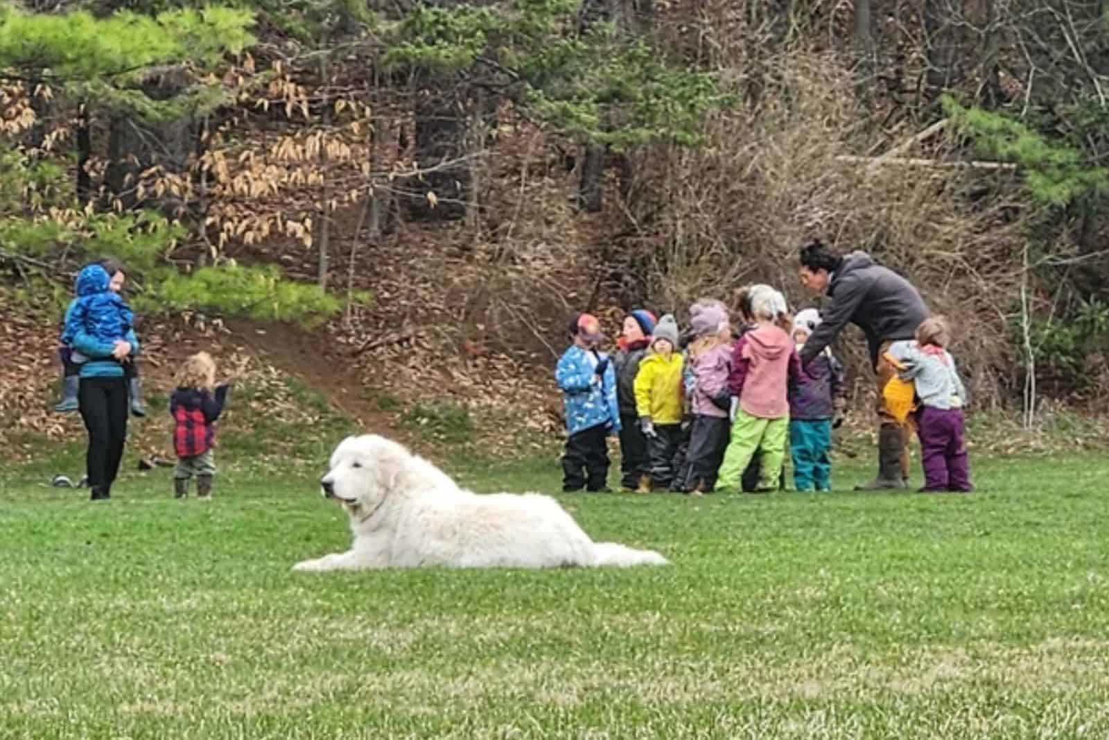 white dog lying on the grass in school yard