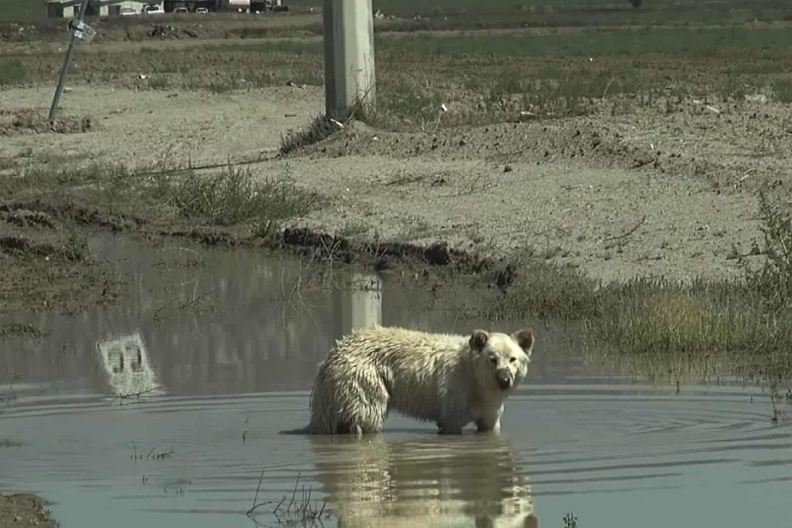 white german shepherd dog standing in the pond