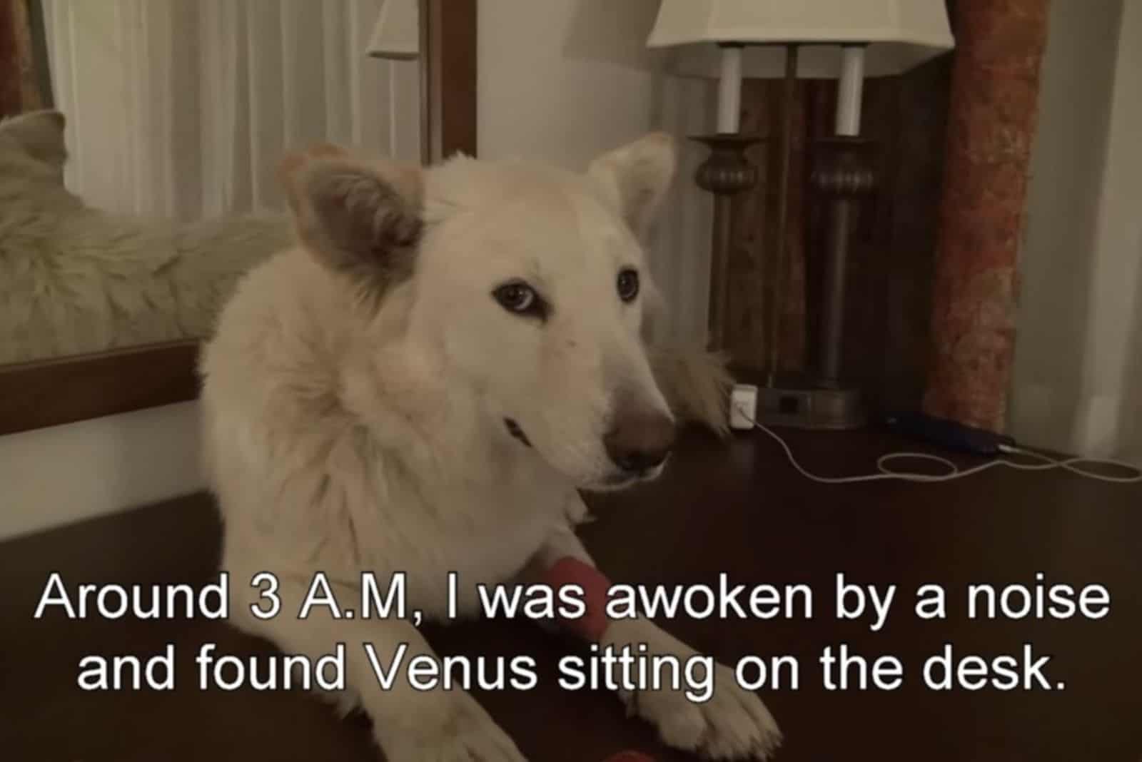 white german shepherd sitting on the desk in the house