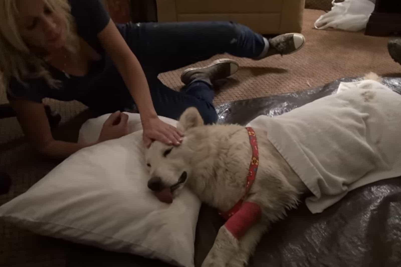 white german shepherd waking up from the anesthesia while a woman cuddling her