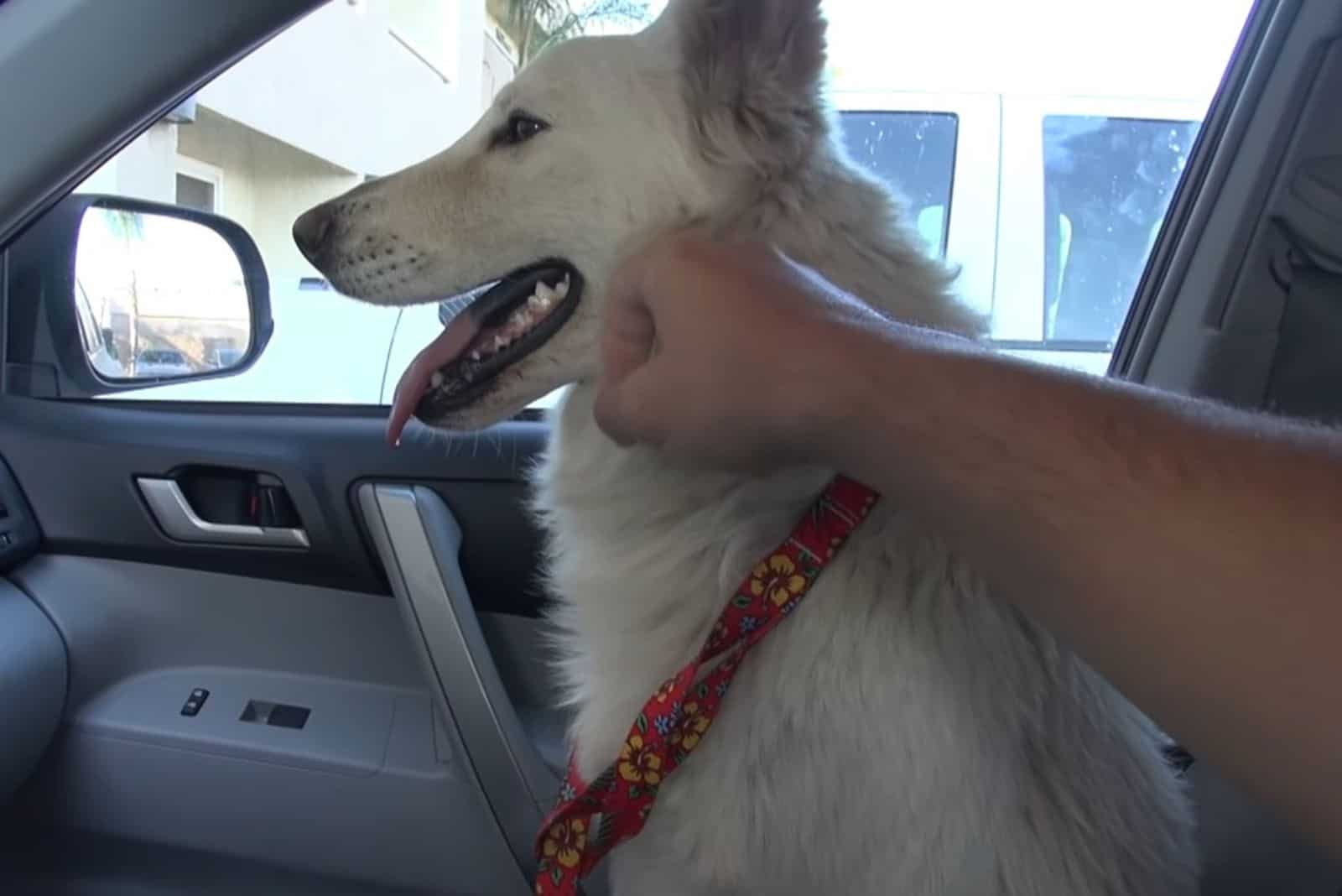 white german shepherd sitting in the car