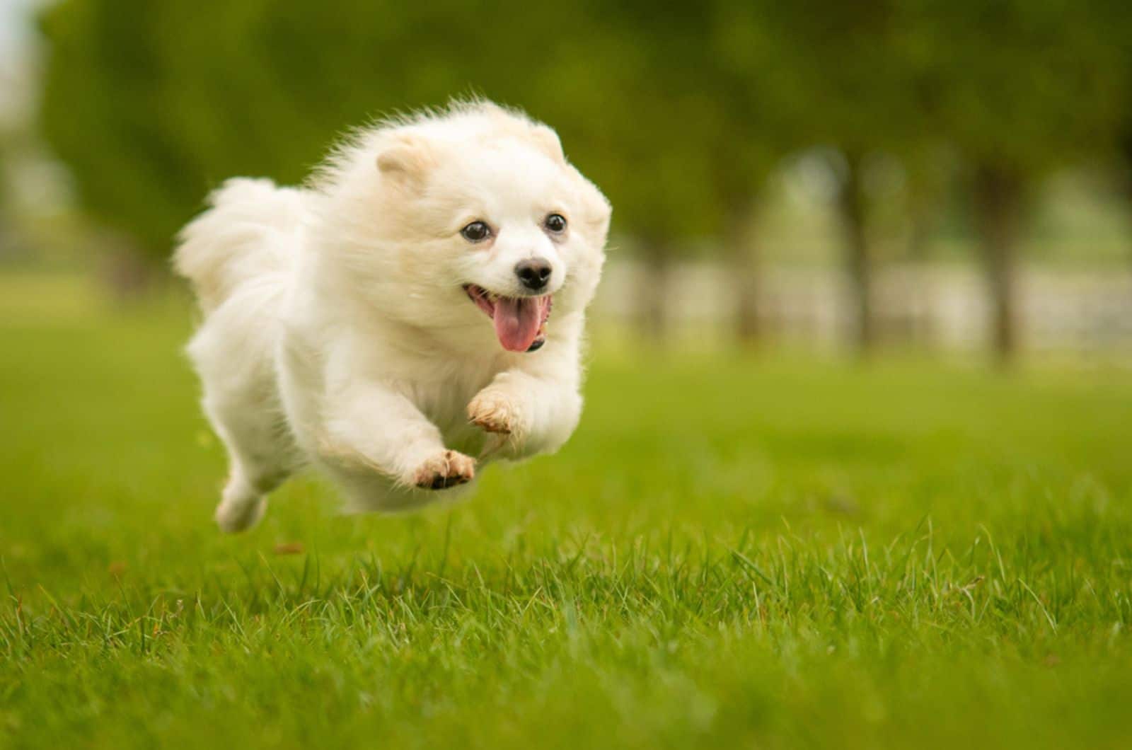 white german spitz running in the park