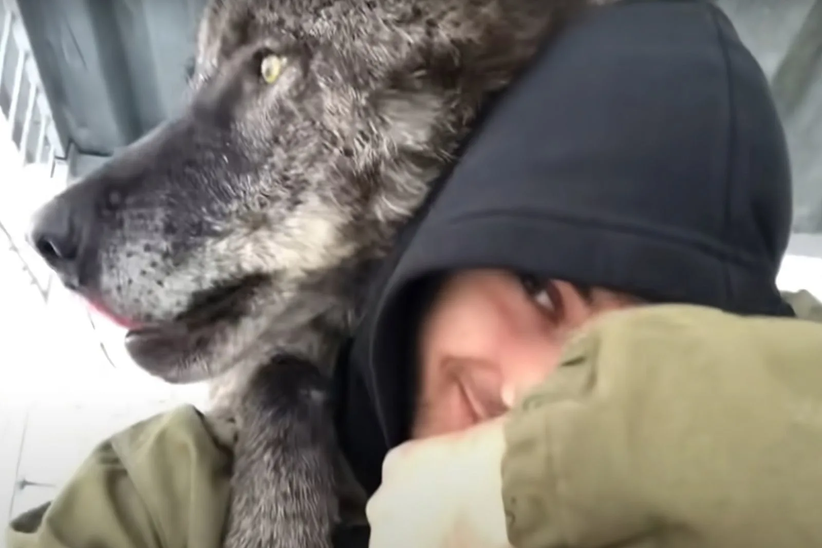 wolf hugging a man while playing with him