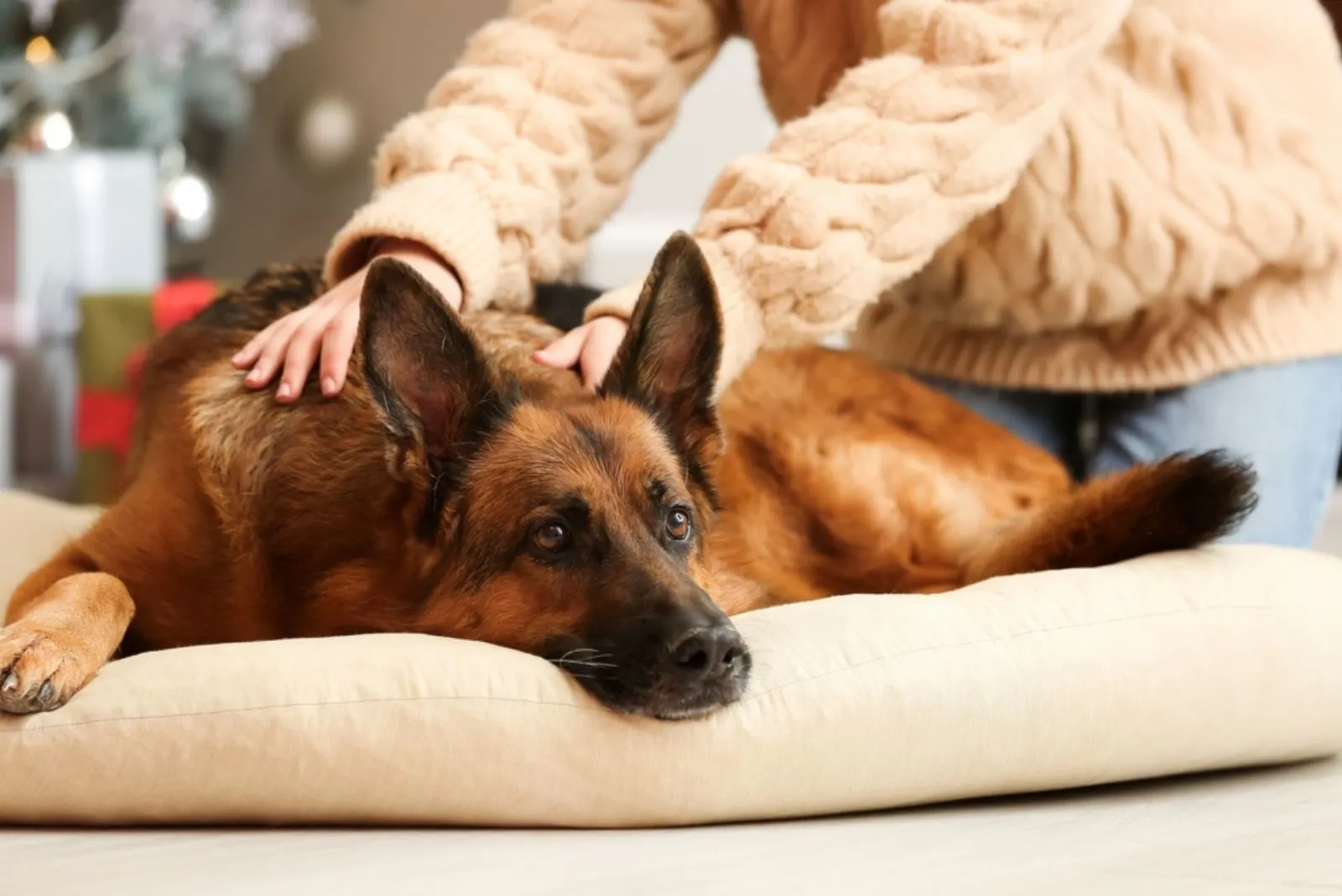 woman cuddling german shepherd on the couch