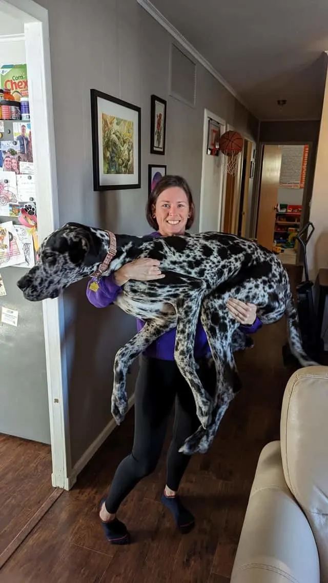 woman holding a grown up great dane