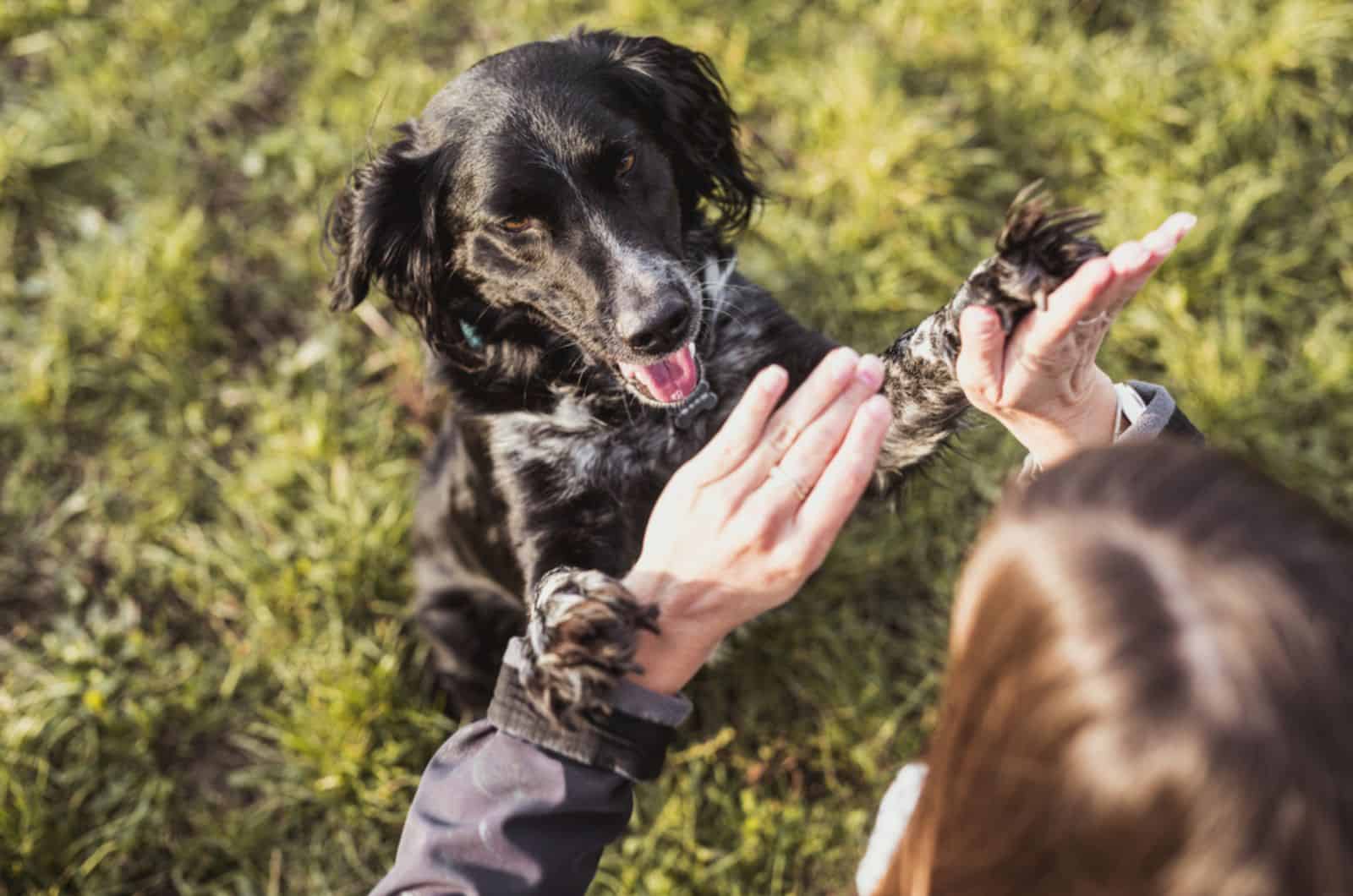 woman holding dogs paws in the park