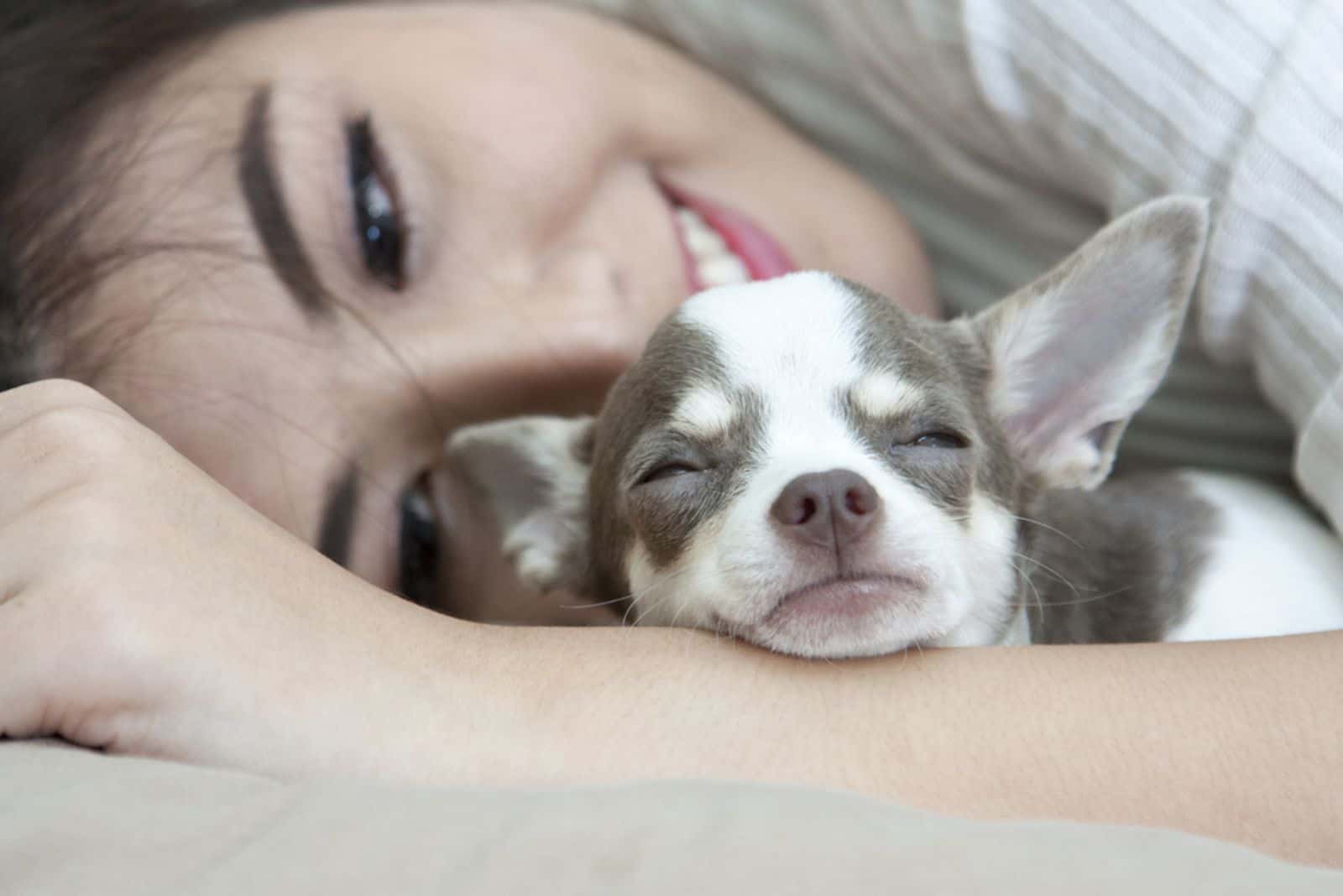 woman lying beside her chihuahua dog sleeping on her arm