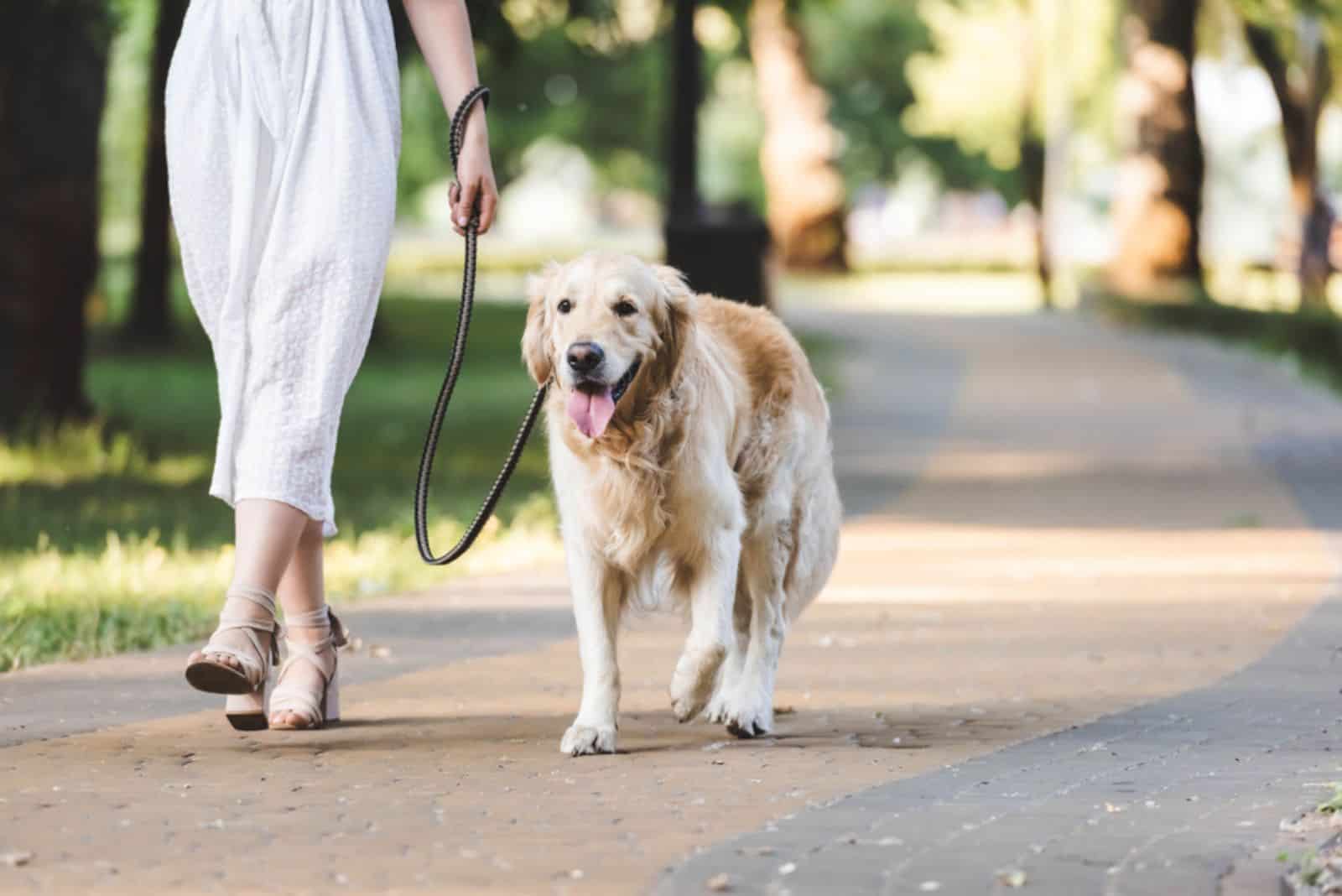 woman walking with golden retriever on pathway