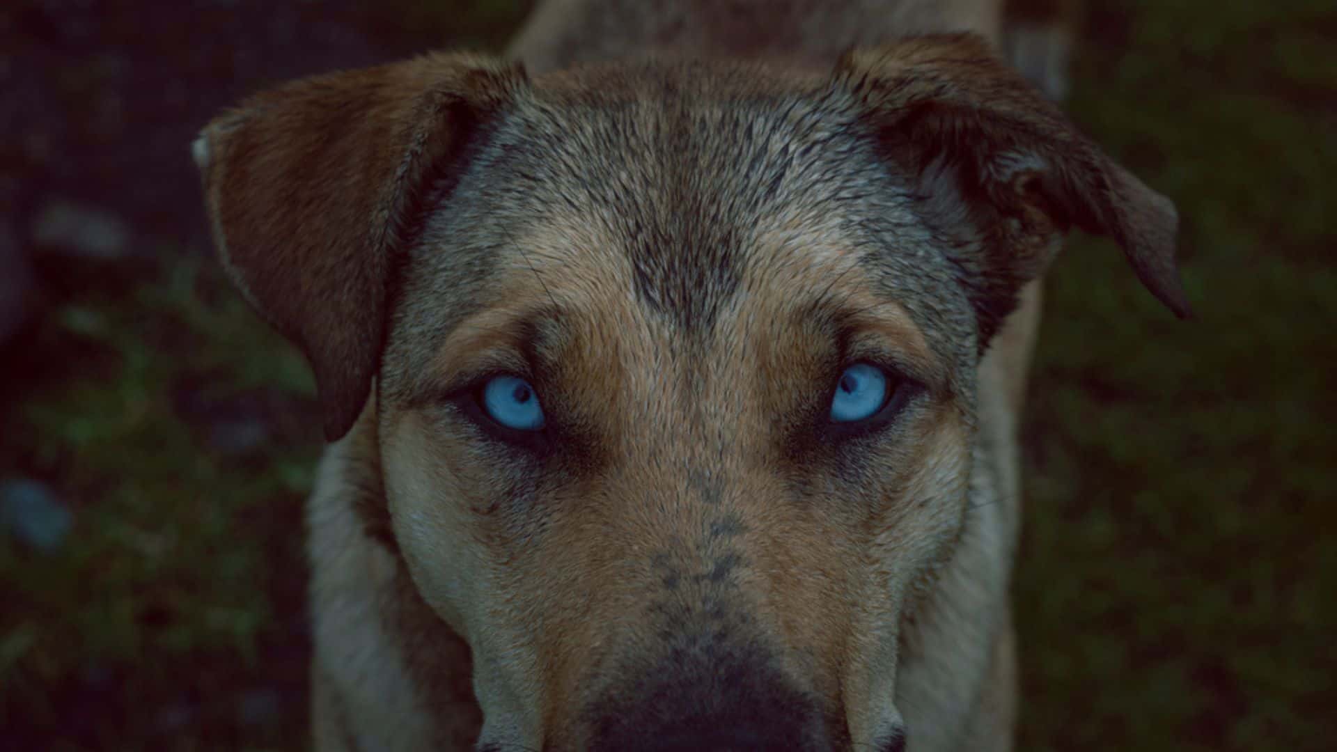 blue eyed german shepherd