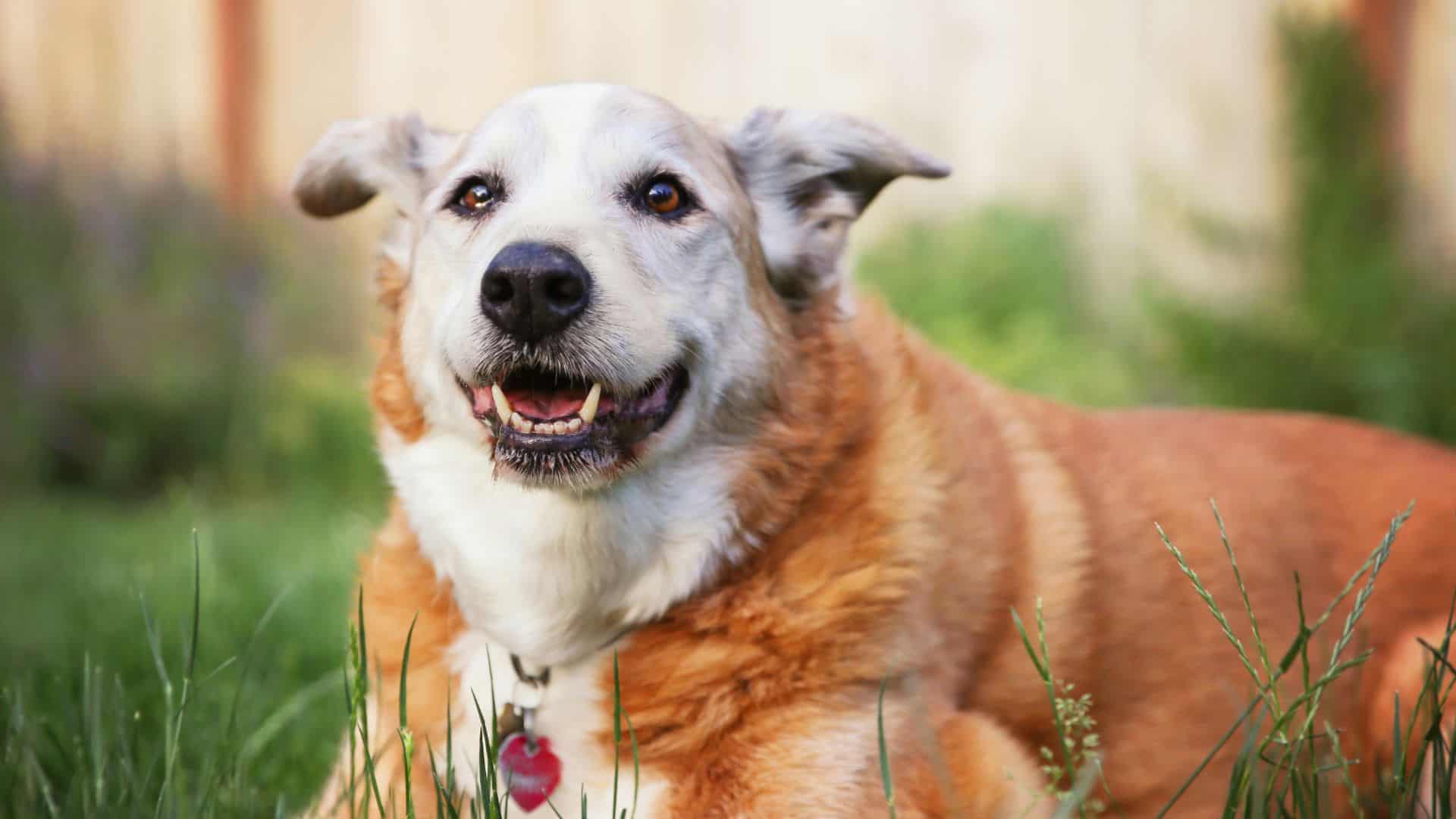 adorable old dog lying in the grass