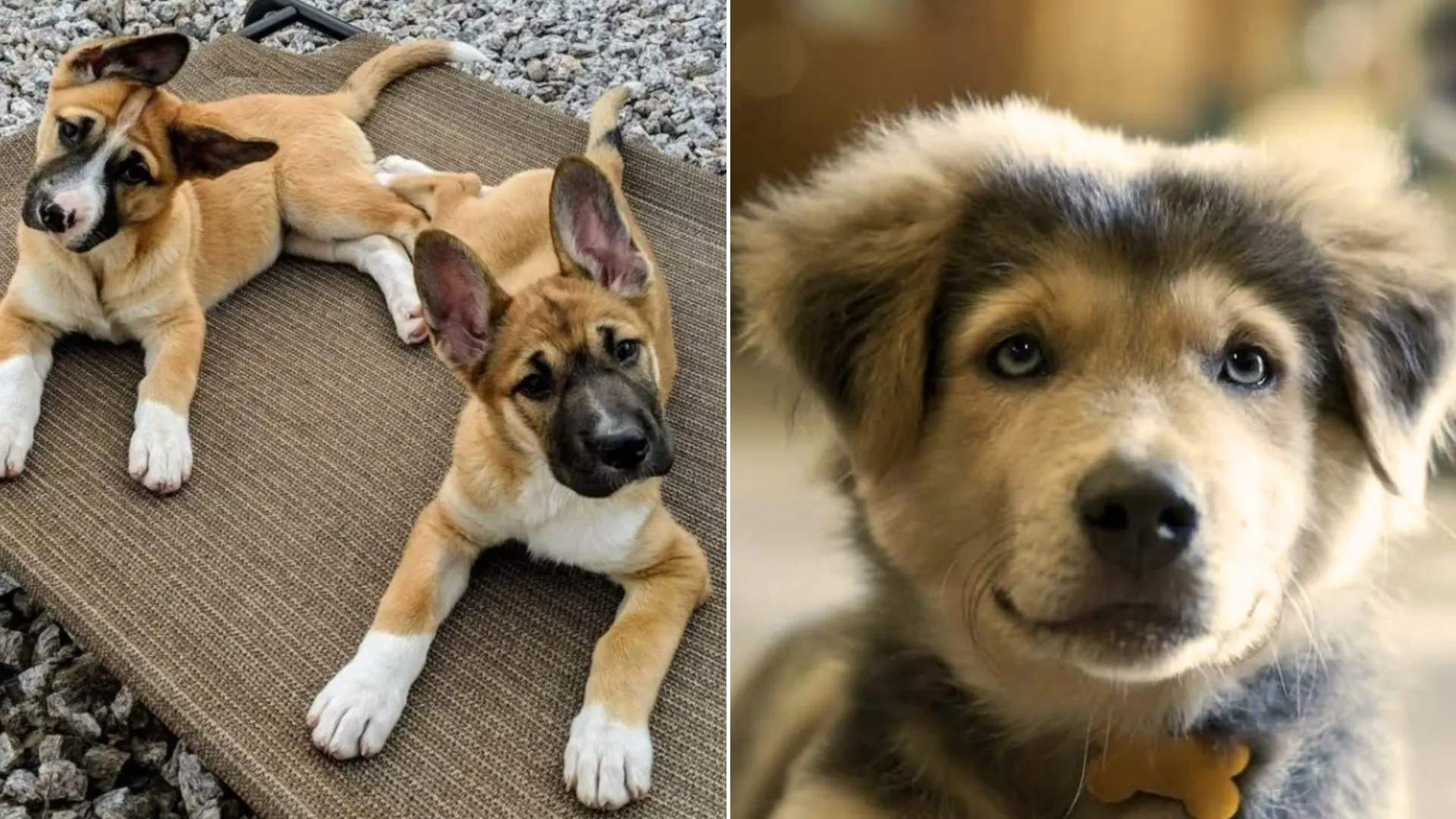 photos of mixed breeds, or mutts