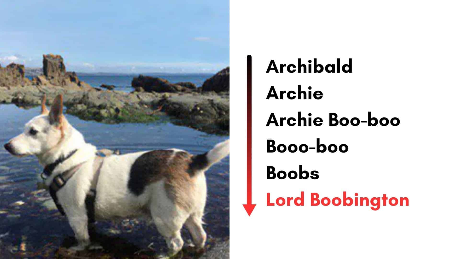 Times Dog Names Evolved