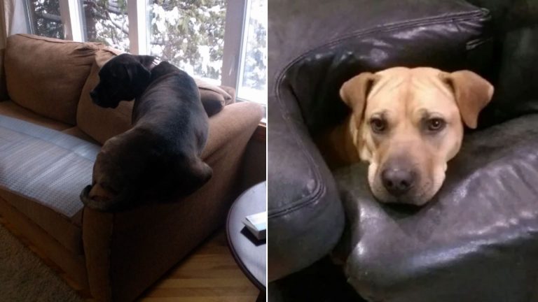 dogs on the sofa