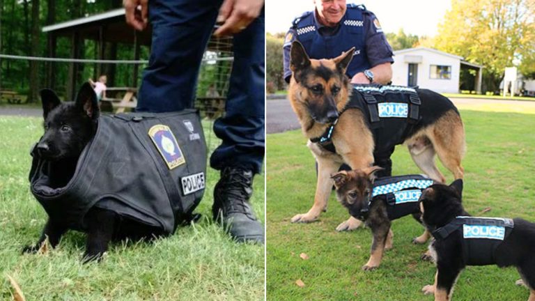 Police Pups That Want To Look Tough