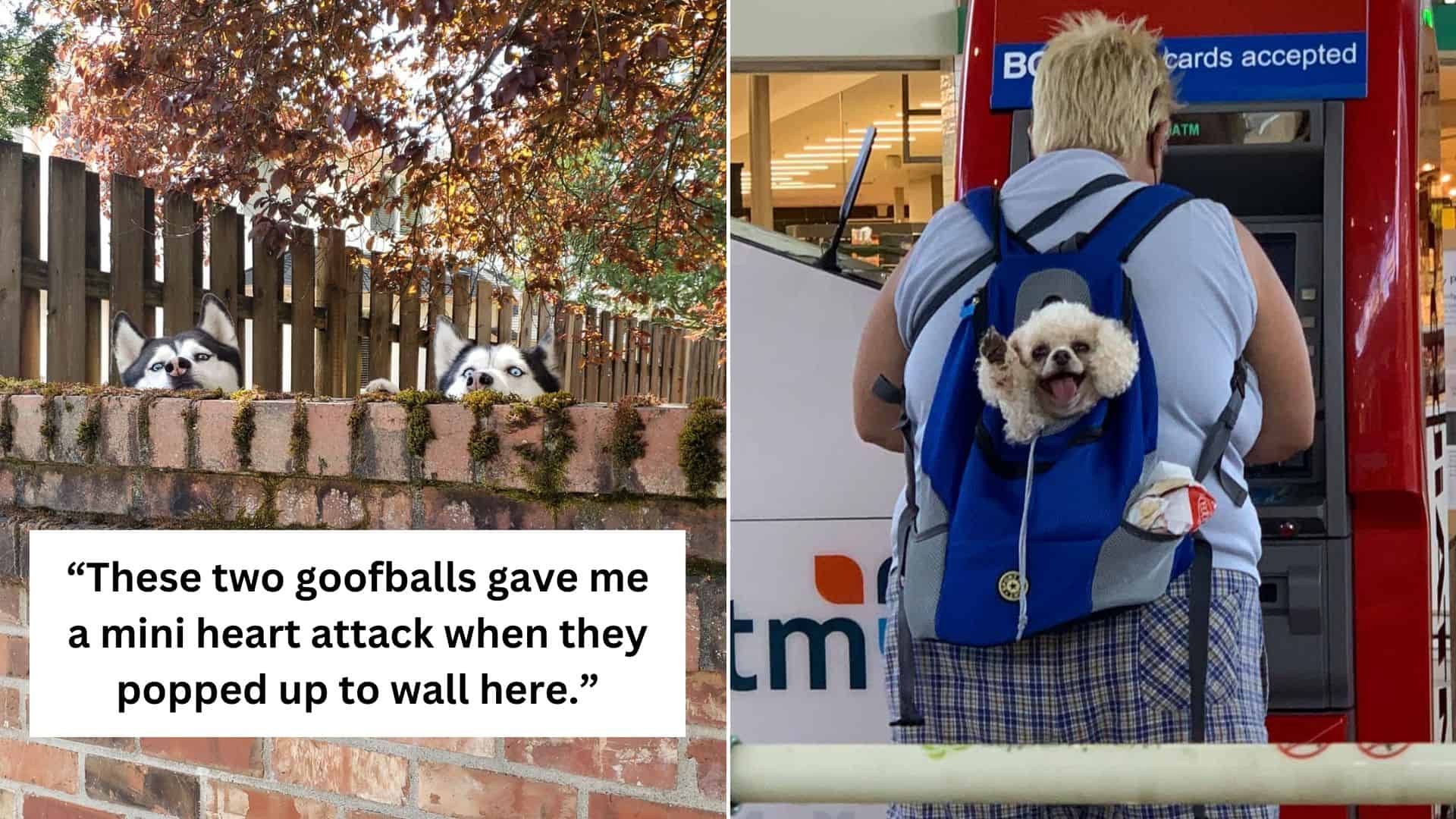 Pics Of The Best Unexpected Dog Encounters