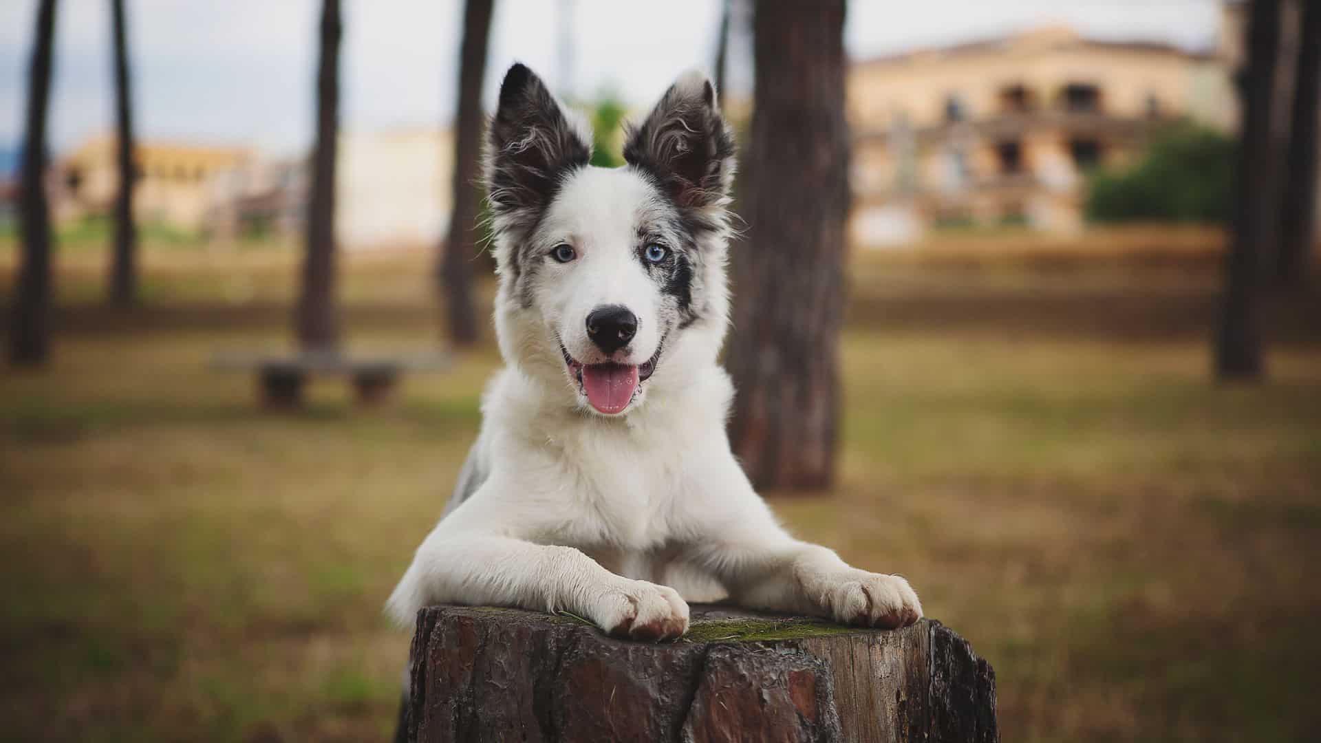 dog in the park