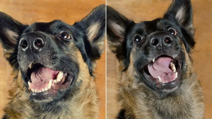 3 Tricks To Teach Your German Shepherd To Smile