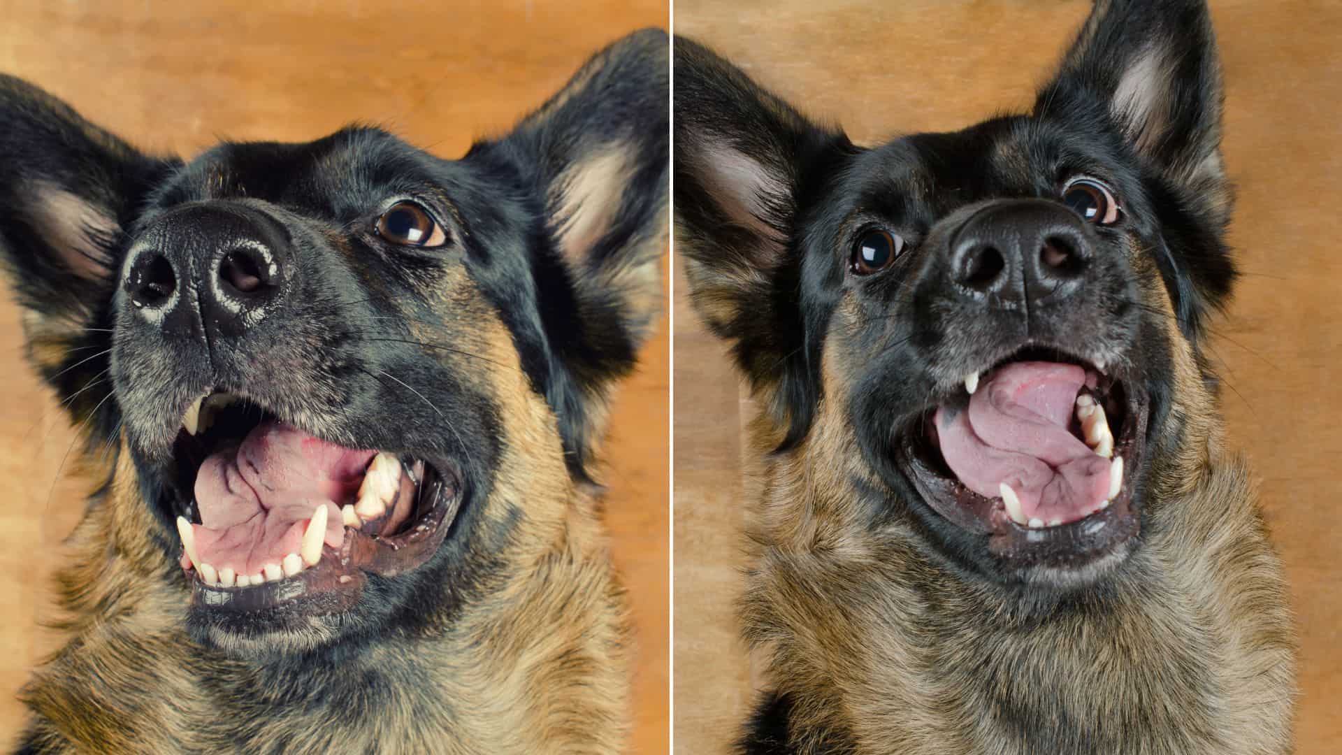 tricks to make german shepherd smile