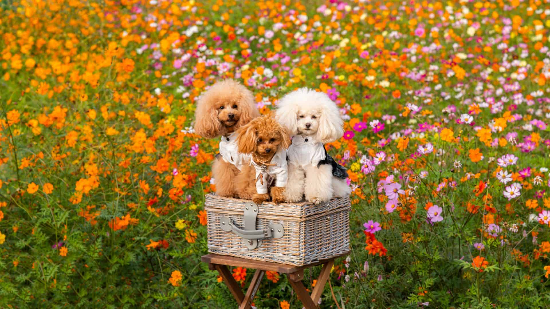 three dogs sitting in a basket on a meadow