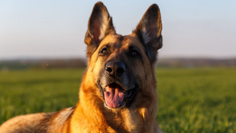 German shepherd barks