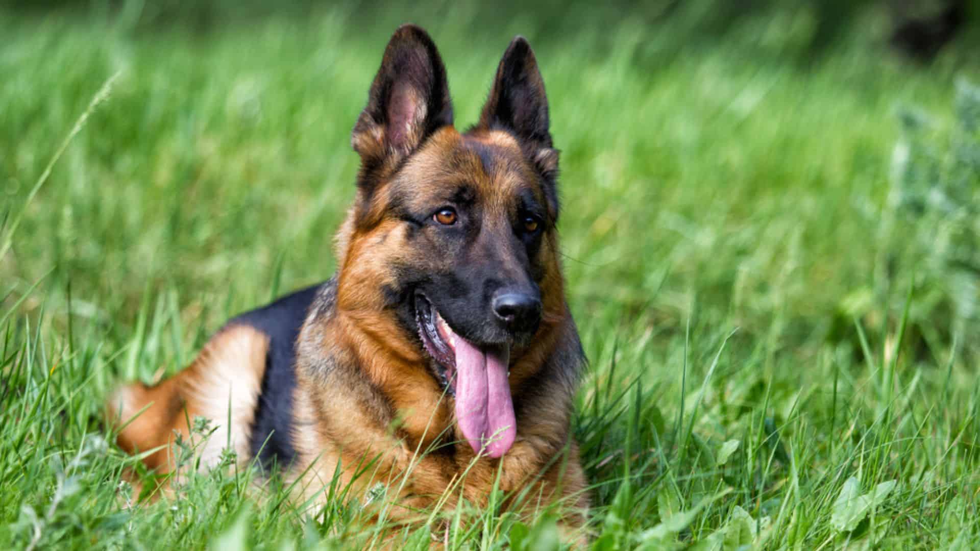 german shepherd lies in the grass