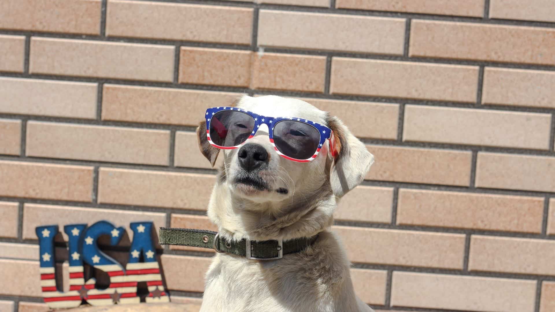 dog wearing sunglasses with american flag print