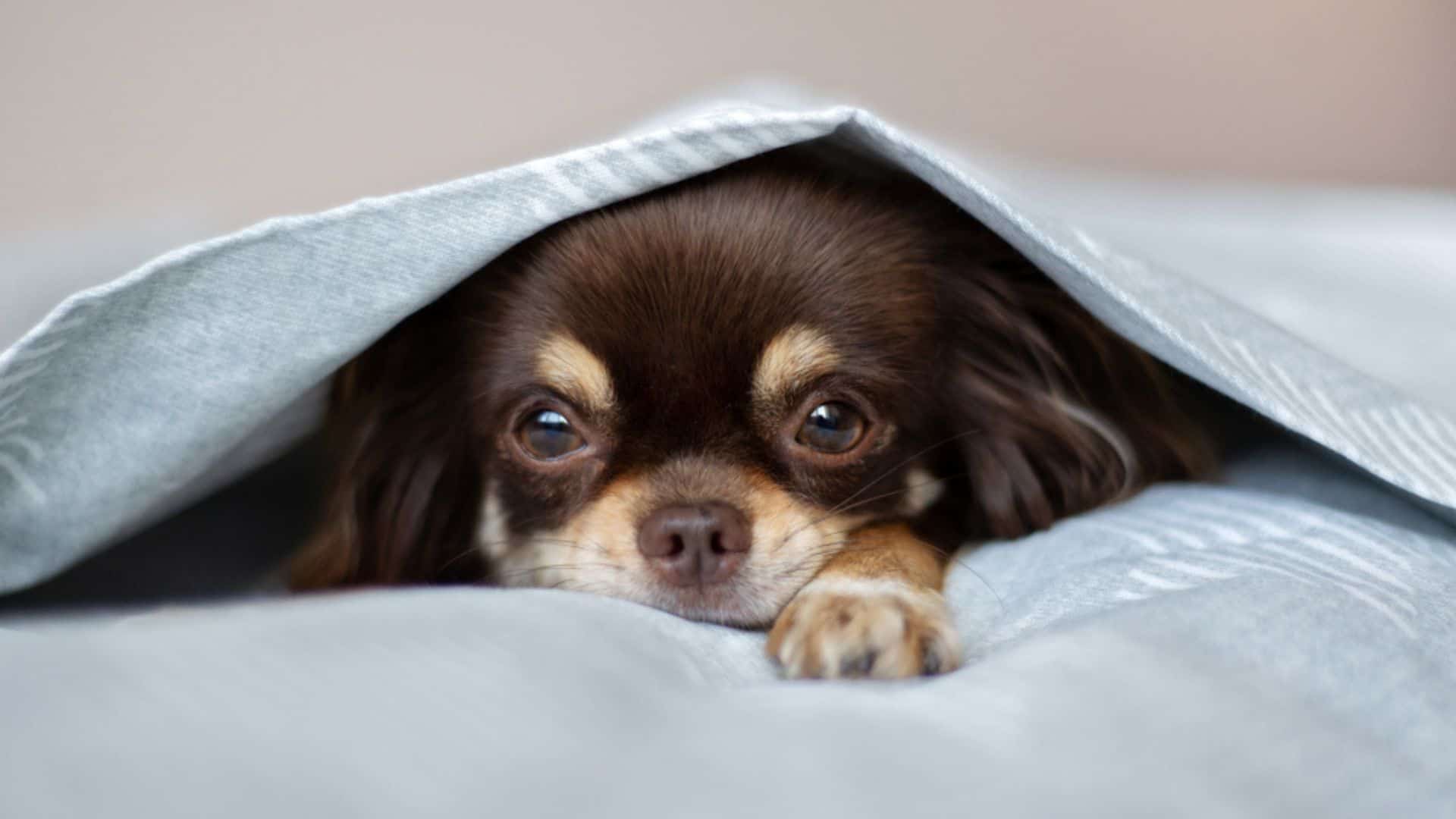 dog hiding under sheet