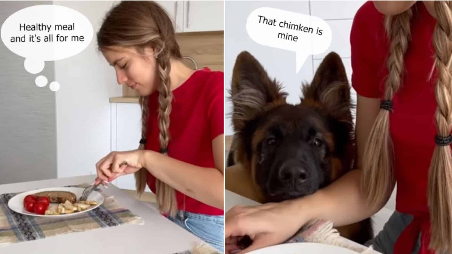 life before and after getting a german shepherd