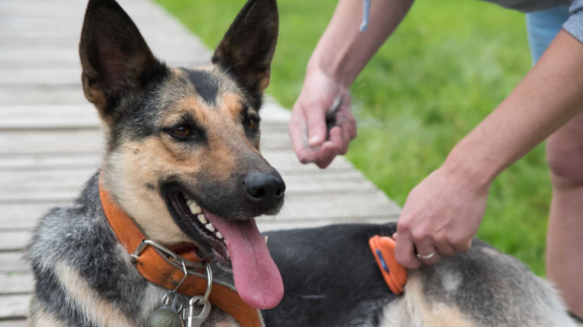 man brushes a german shepherd that is shedding