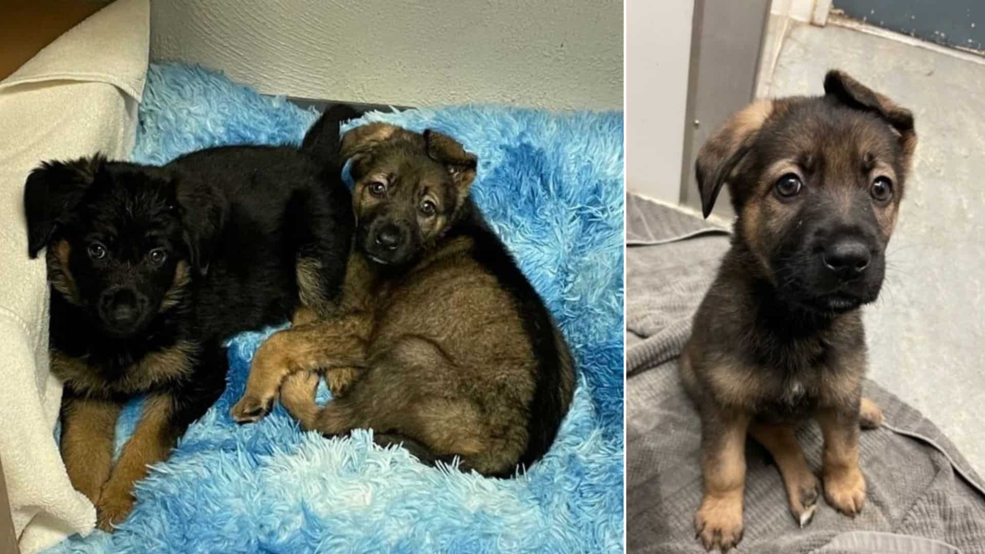 Two 6-Week-Old German Shepherd Puppies Found Abandoned In A Box In Bushes