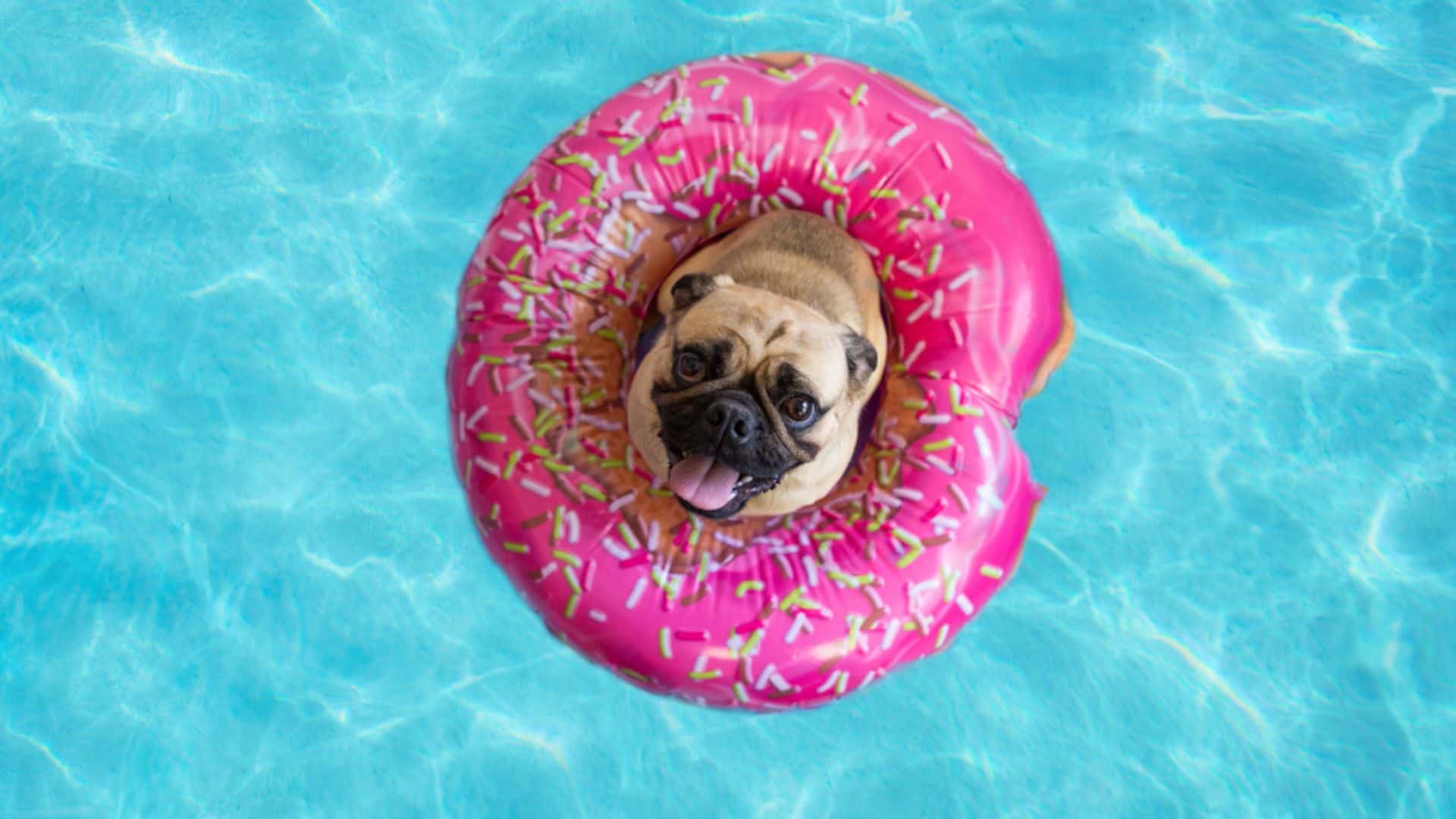 pug dog in swimming pool