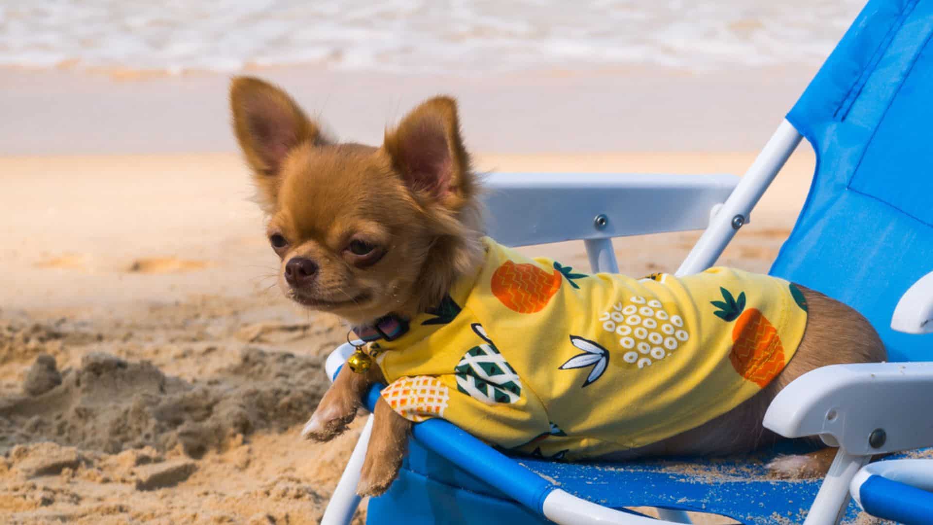 chihuahua dog on a beach