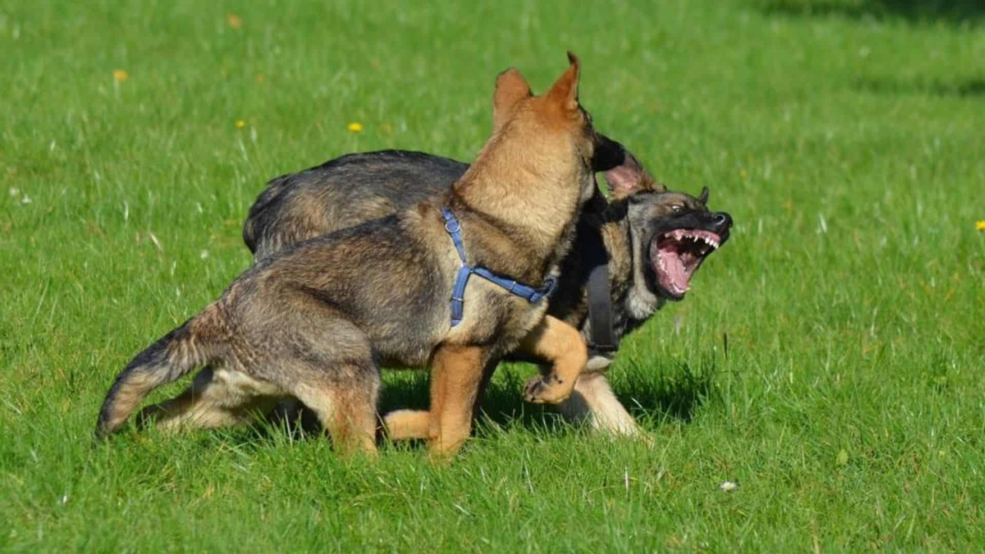 german shepherds bite their necks