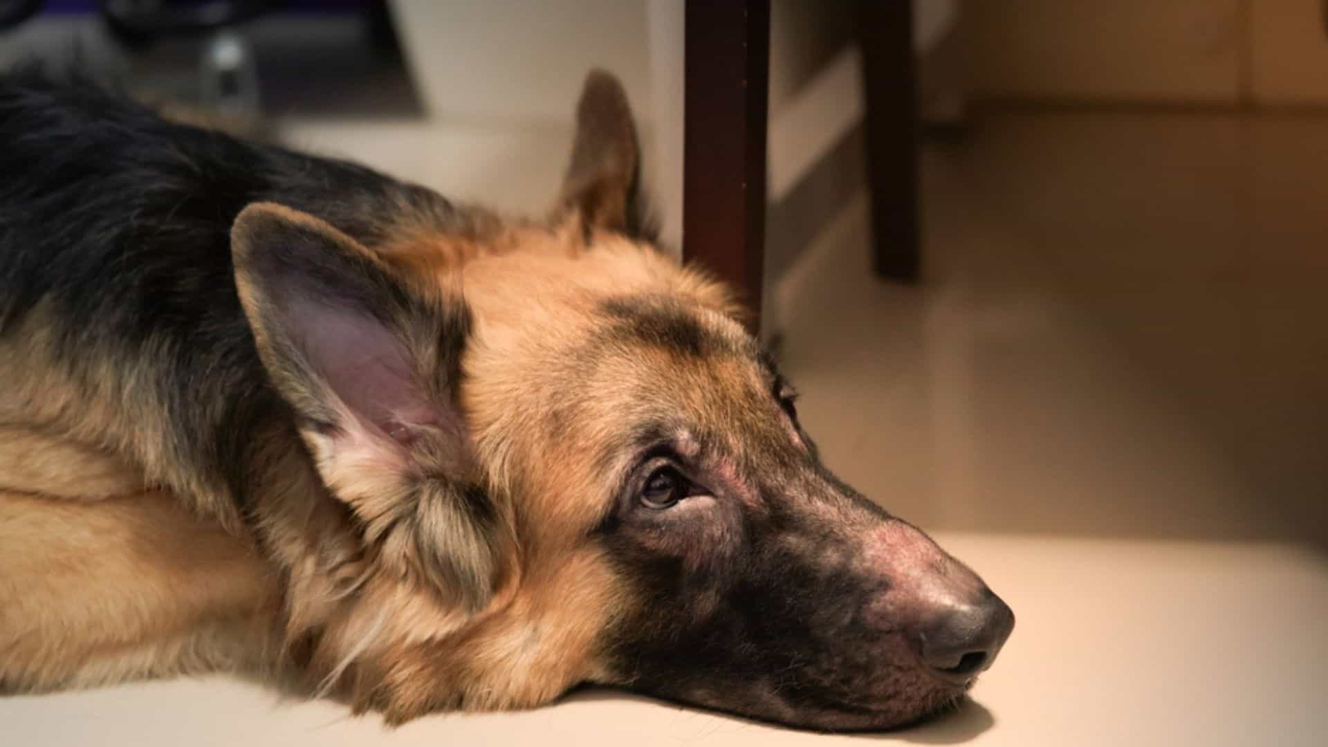 german shepherd dog losing hair