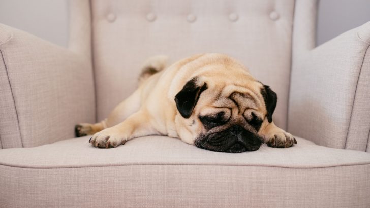 These Are 7 Most Common Things That Might Hurt Your Canine’s Feelings