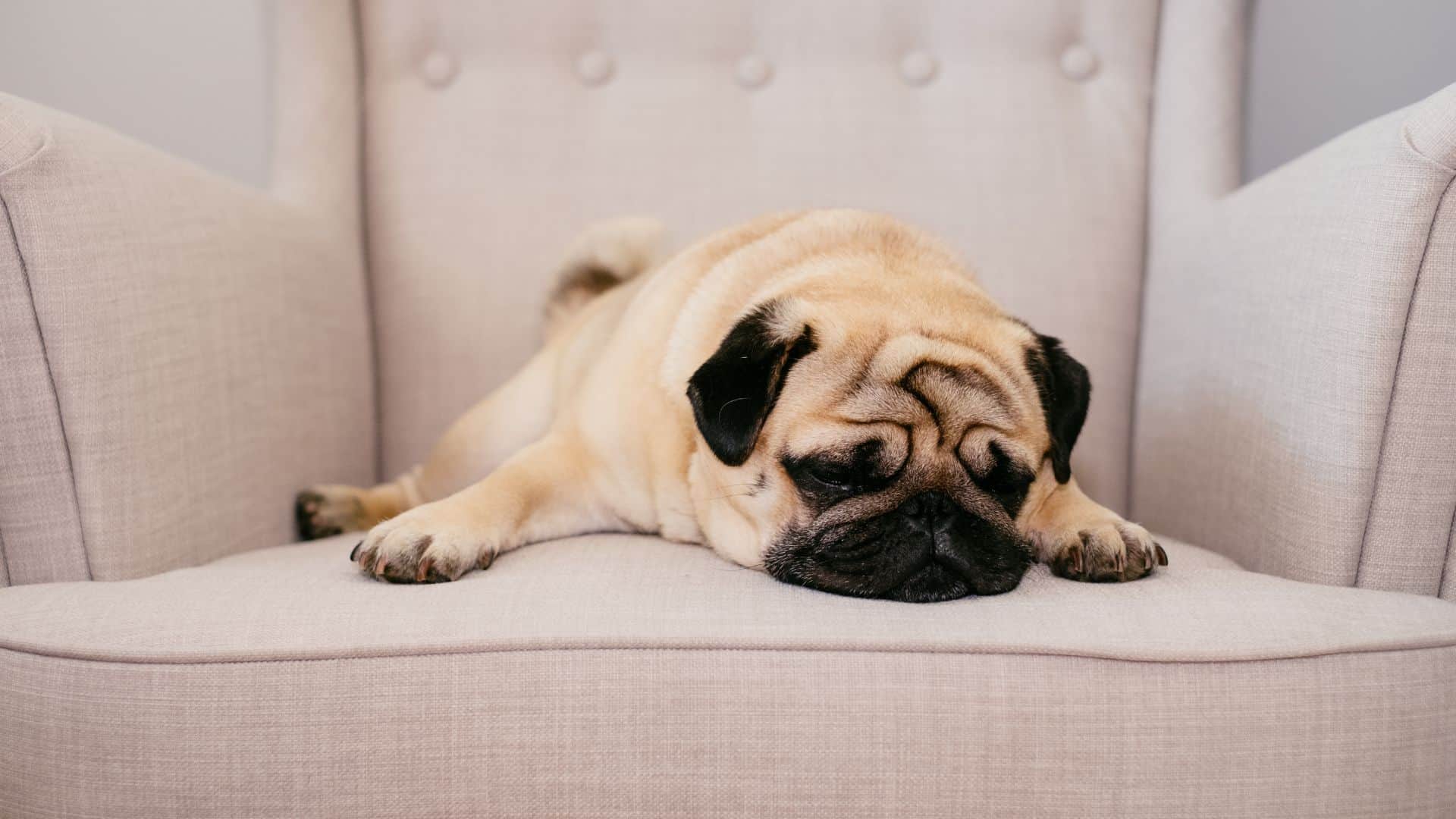 the injured dog is lying on the couch