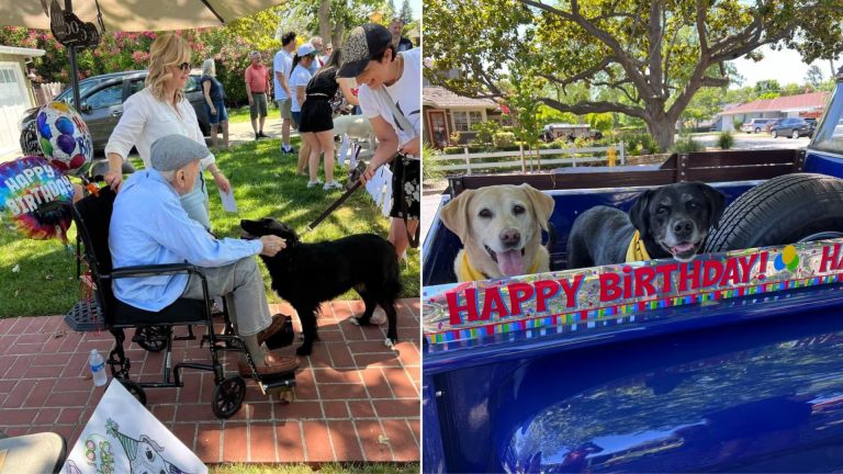 birthday celebrating with dogs