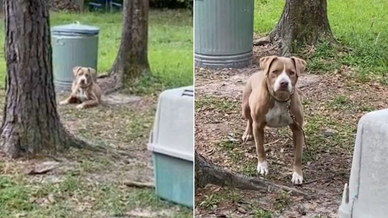poor dog tied to a tree