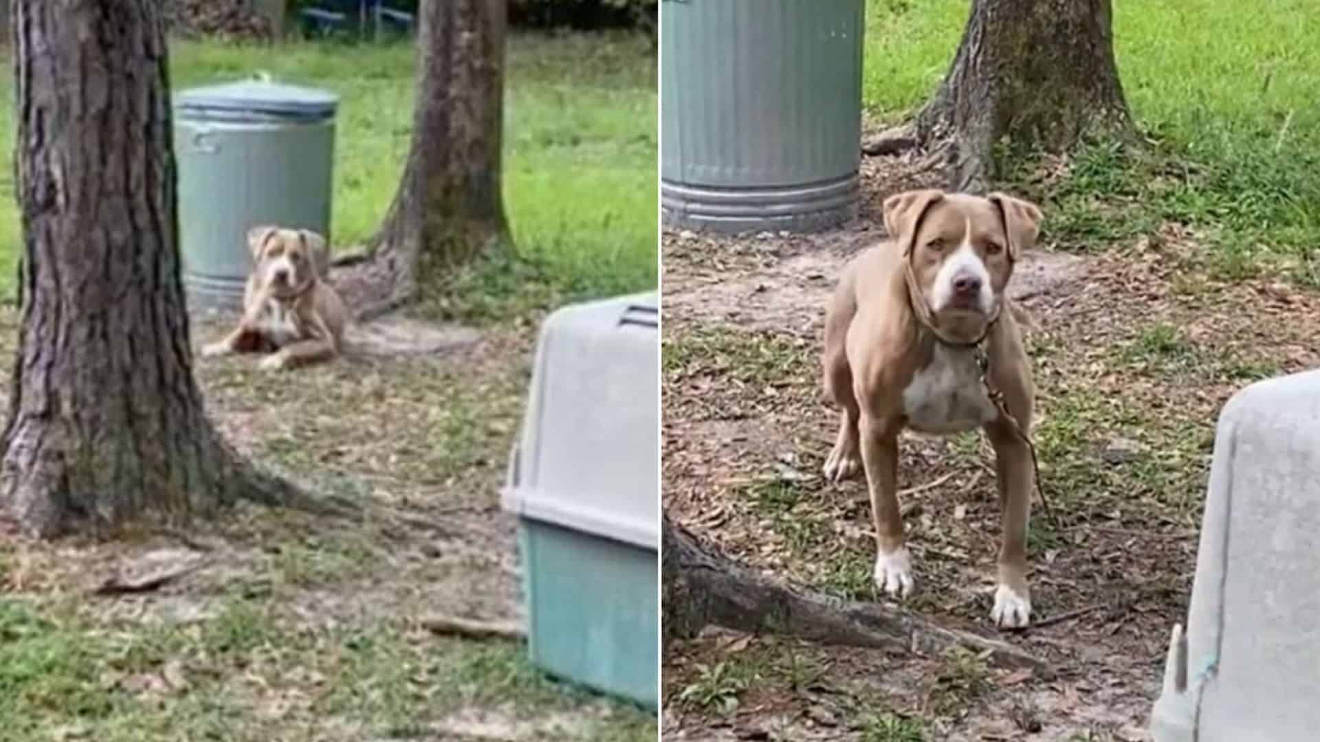 Family Discovers A Dog Tied Up Next To Their House And Decides To Help