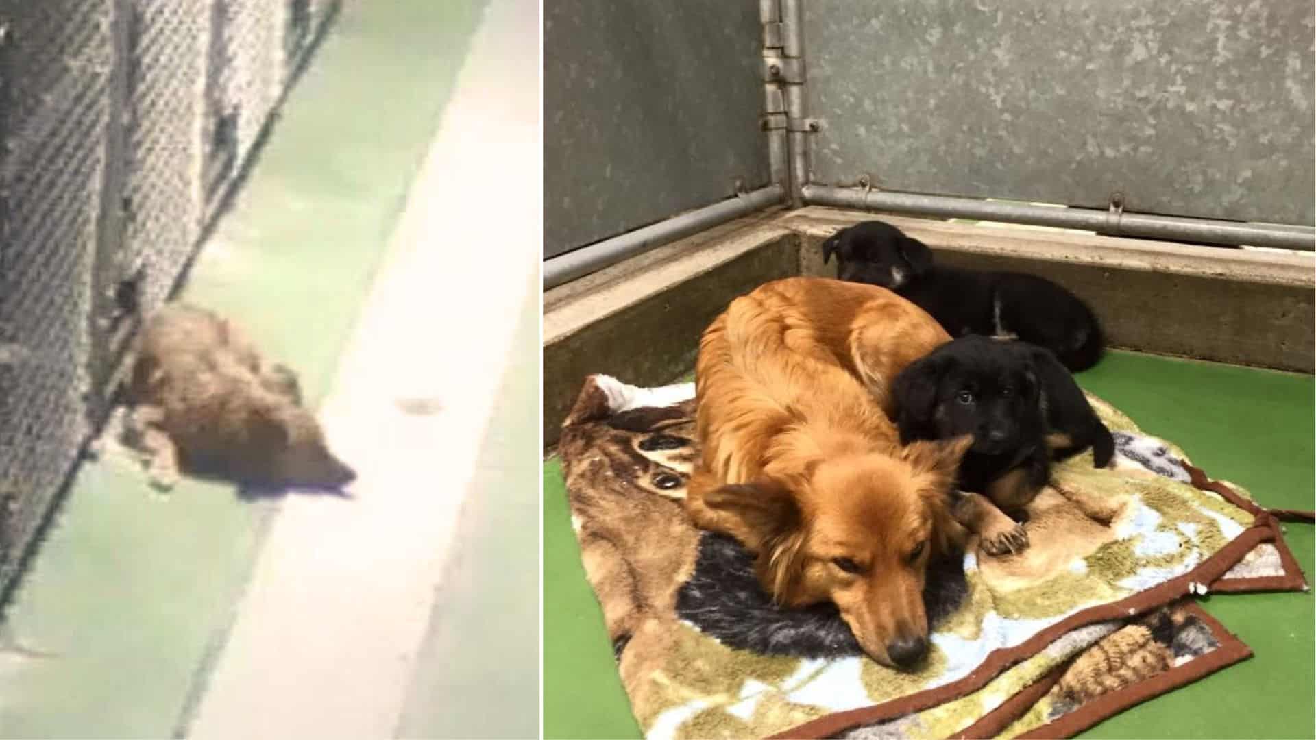 dog sneaks out from her kennel