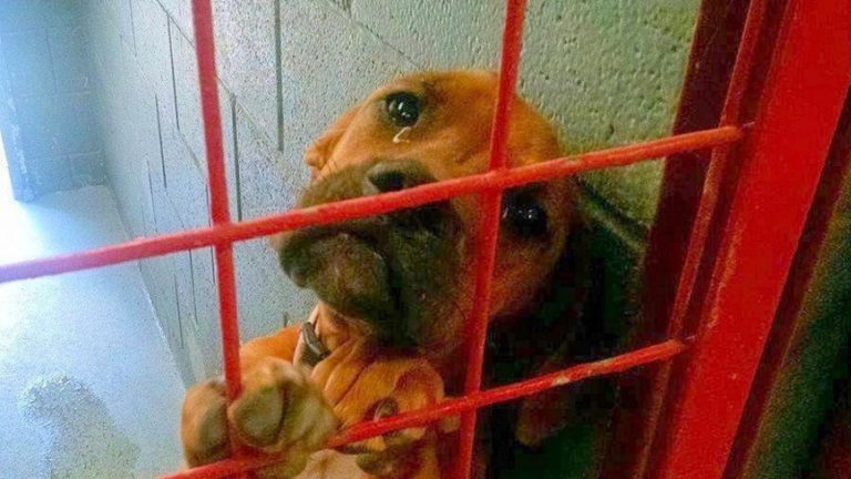 crying dog