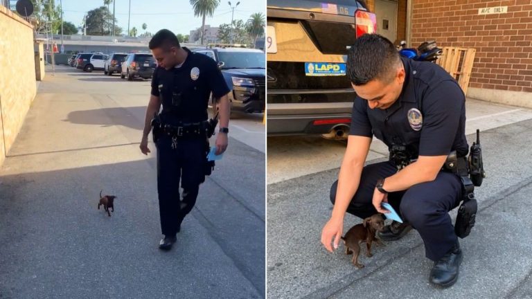 police officer rescue tiny dog