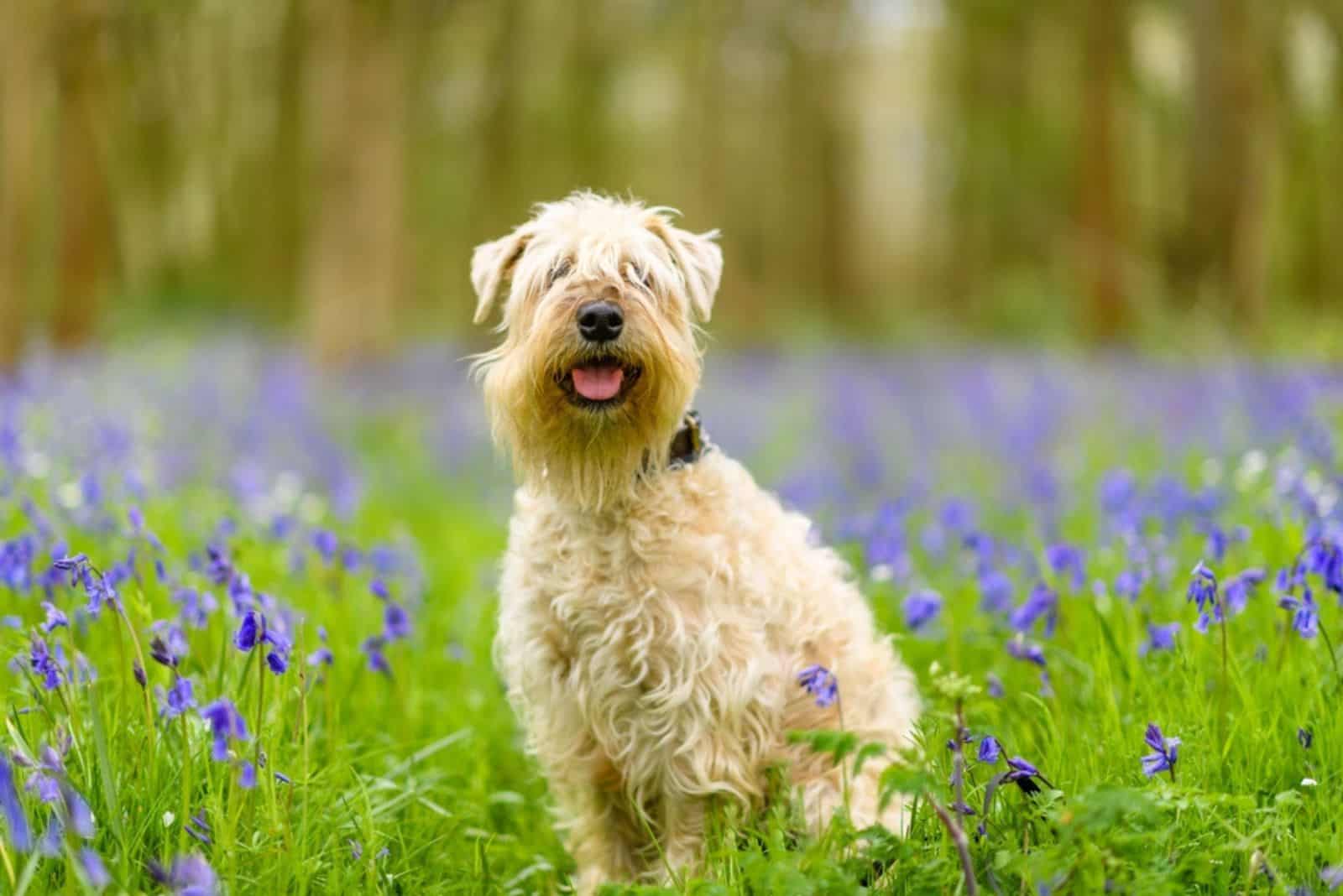A Soft-coated Wheaten Terrier sitting in grassy ground