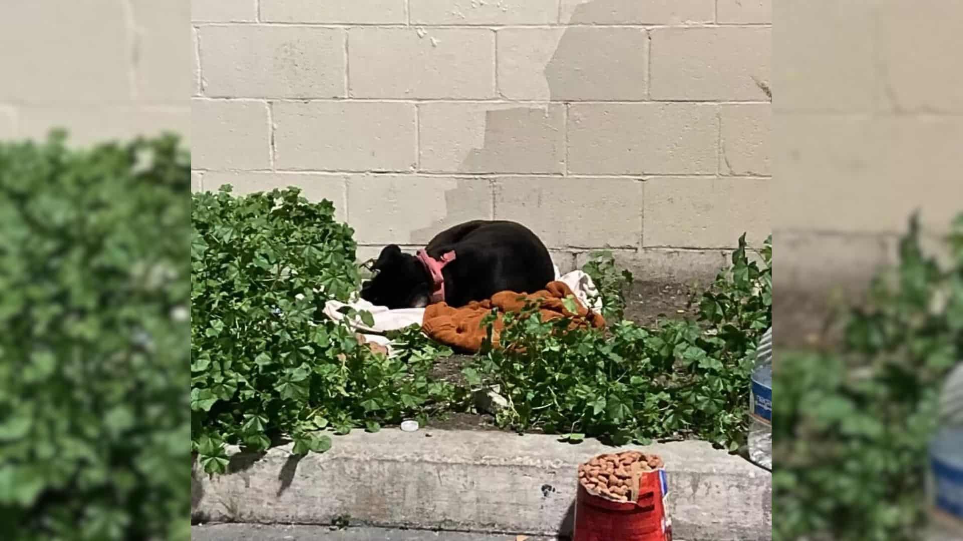 Dog Was Living Alone In A Parking Lot With A Blanket And Some Food Until Rescuers Came To Help