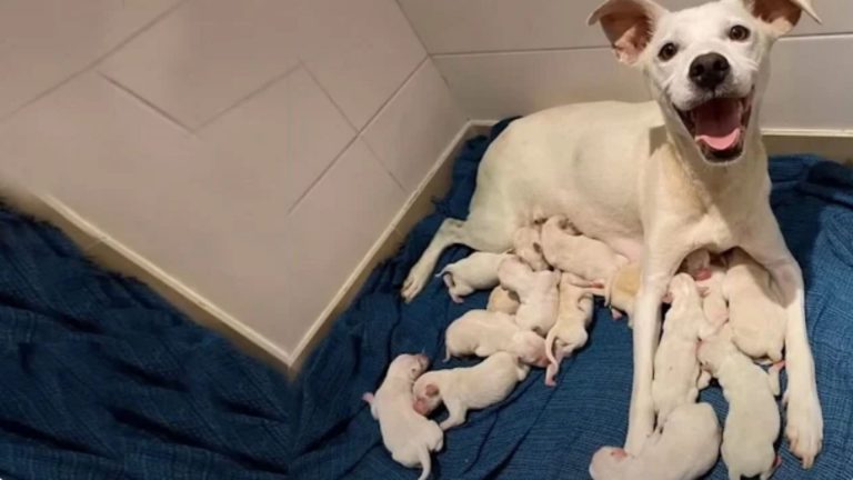 doggy mama and her puppies