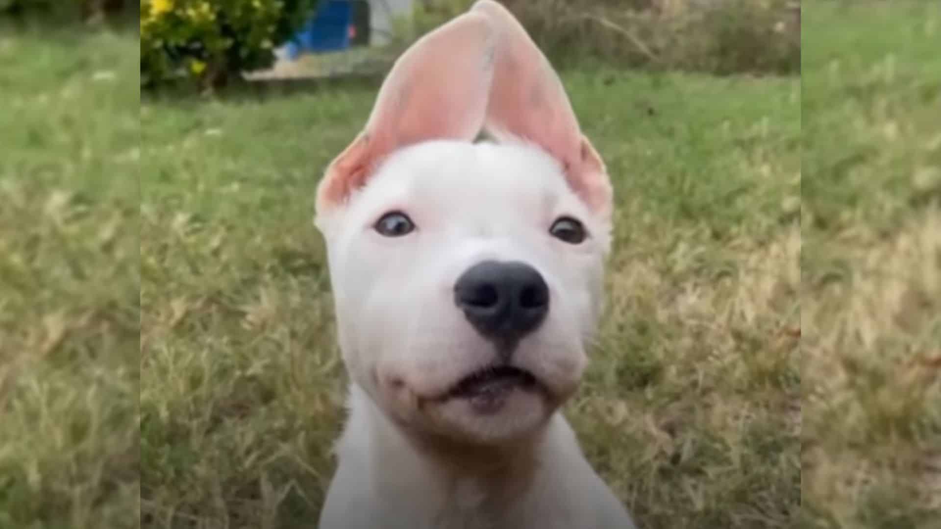 Abandoned Pittie Puppy With Bunny Ears